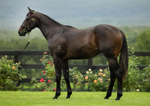 Written Moment was a $150,000 Inglis Classic purchase from Tyreel Stud.