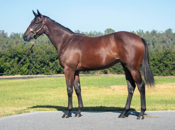 This $900,000 Written Tycoon filly from Another Dollar was the highest priced yearling sold by Yulong in 2024.