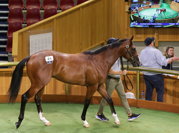 $725,000 Written Tycoon colt from Pariswtihlove - image Trish Dunell