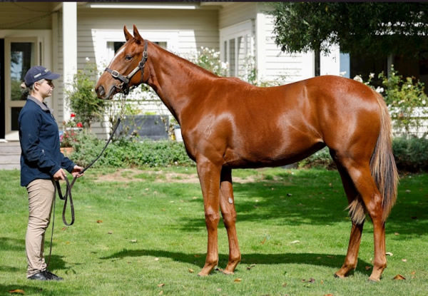 This Written Tycoon filly from Mozzie Monster has already attracted a bid of $50,000!