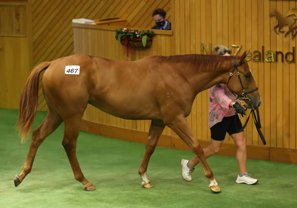 Lot 467, the Written Tycoon filly out of Phoenix Park’s draft, was purchased by Trent Busuttin and Natalie Young in conjunction with bloodstock agent Andrew Williams for $475,000. Photo: Trish Dunell