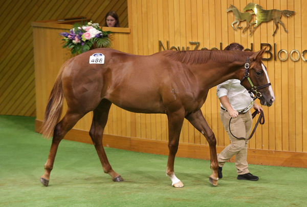 Lot 488, the Written Tycoon filly, was purchased by trainer Andrew Forsman and bloodstock agents Andrew Williams and Bevan Smith for $460,000. Photo: Trish Dunell