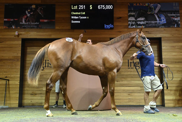 $675,000 Written Tycoon half-brother to G1 winner The Quarterback.