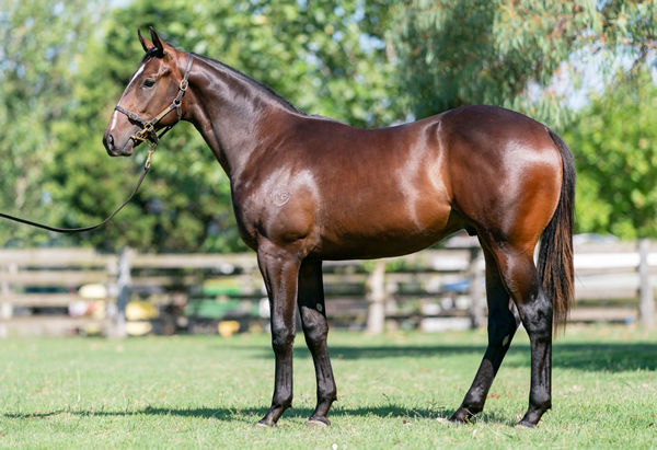 $550,000 for First Foal of Sylvia’s Mother | Breednet