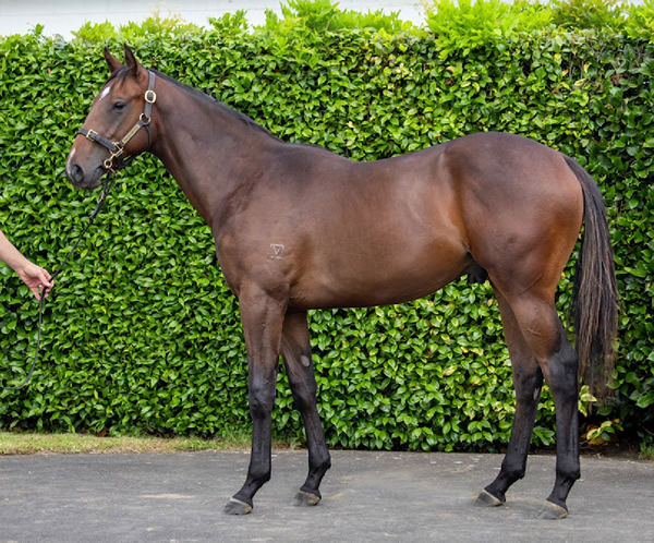 Lot145 - a colt by Written Tycoon from Dolbemache. A stakes winning sister to Pure Elegance and blood sister to Burgundy.