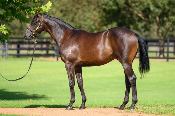 Written Wrath was a $330,000 Inglis Easter purchase.
