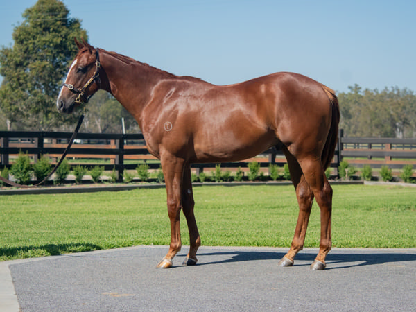 Full brother to Patonga sold for $1.8million at Magic Millions in 2025.