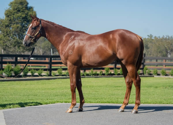 $1.8million Written Tycoon colt from In Her Time.