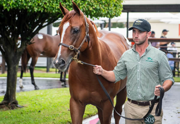 $1.8million Written Tycoon colt from In Her Time - image Magic Millions