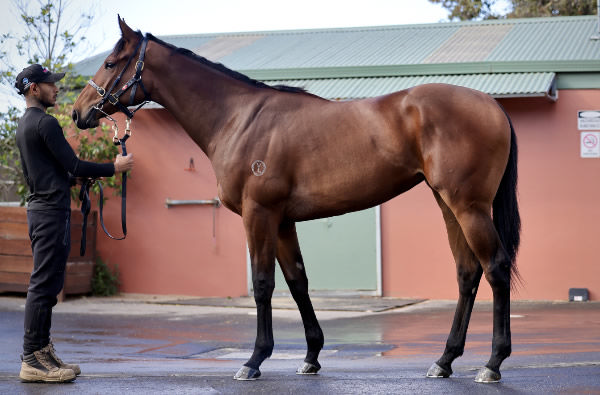 Lot 166 - Written Tycoon filly from Soriano.