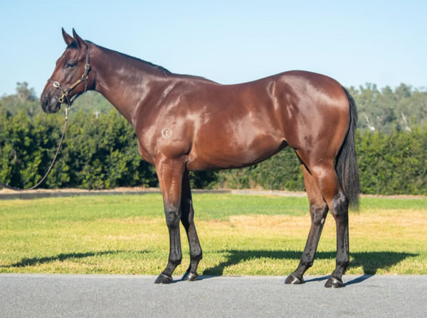 The Written Tycoon filly from Soriano looked like this as a yearling when selling for $200,000.