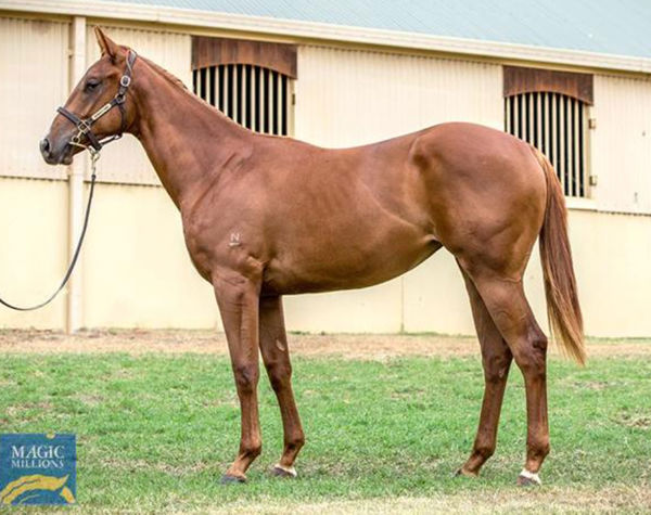 Xtremetime was a $160,000 Magic Millions purchase from the Newgate draft.
