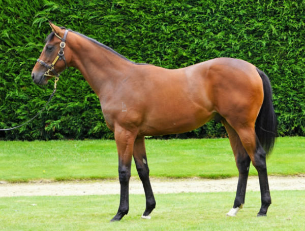 Yaldi was a modest $50,000 Karaka Book 1 purchase.