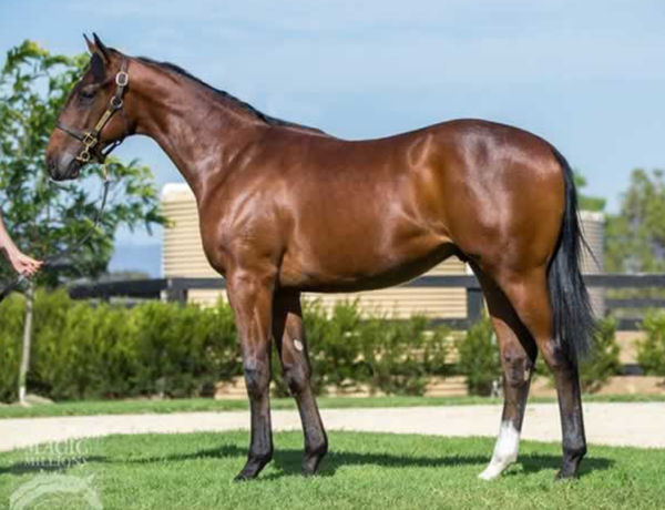 Yardstick as a yearling 