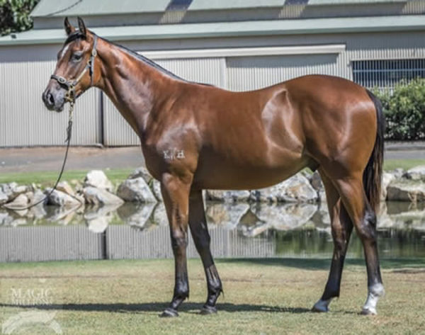KWH Bred Dominate Australian Horse of the Year |