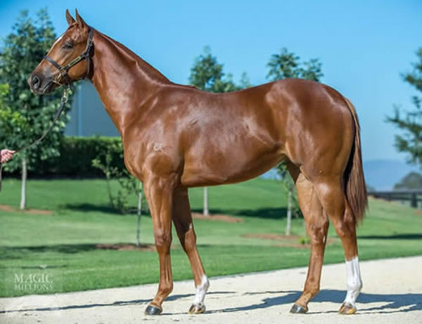 Yitai Synergy as a yearling