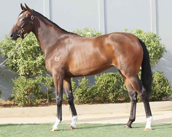 Youngstar as a yearling