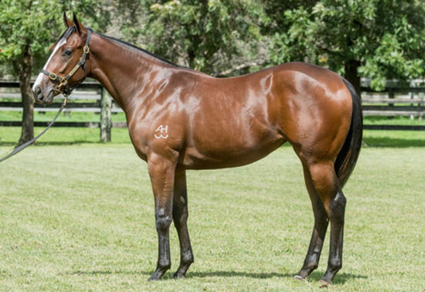 Yowie was a $240,000 Inglis Easter yearling, bred and sold by Corumbene.