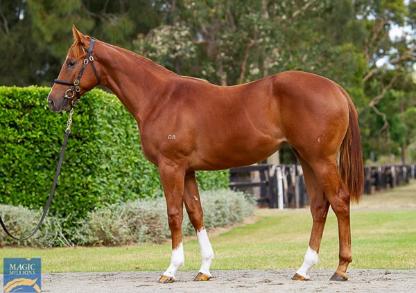 $325,000 Yes Yes Yes filly from Excellent Magic 