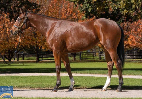Yearling half-sister by Yes Yes Yes to Coin Toss, click to see her page.