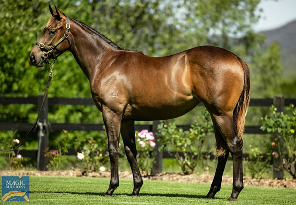 $300,000 Yes Yes Yes filly from Lanikai