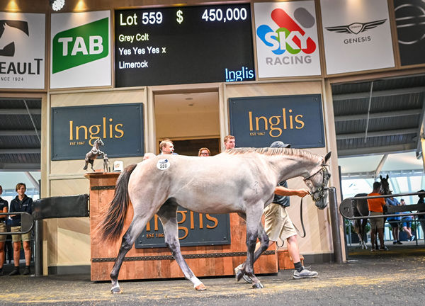 $450,000 Yes Yes Yes colt from Limerock steals the show!