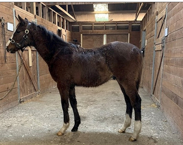 Zambardo as a weanling  Photo: supplied 