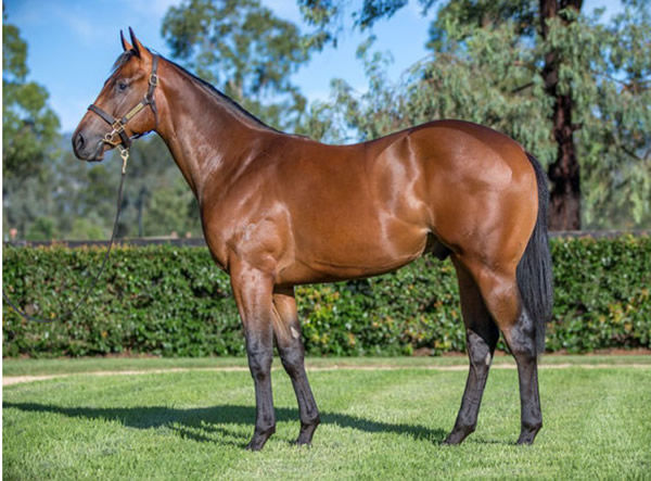 $1,150,000 Inglis Easter purchase from Yarraman Park