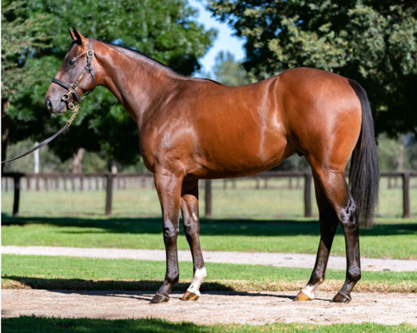 Zamborghini was a $1.25million Inglis Easter purchase from Widden Stud.