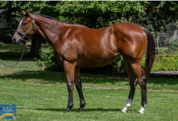 Zany Girl was a $65,000 Magic Millions Tasmania  purchase.