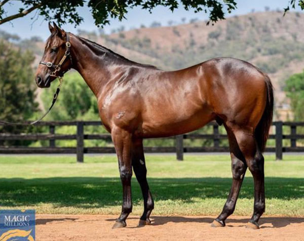 A $1,050,000 Magic Millions yearling, Zarastro is another SW produced by Segenhoe Stud.
