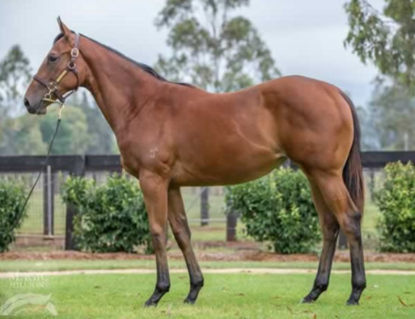 Zeftabrook as a yearling