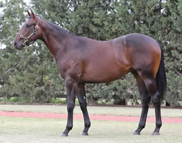 Zende as a yearling