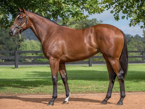 Zero to Hundred was a $440,000 Inglis Easter purchase