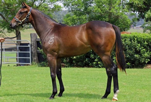 Zetarita failed to make her reserve price of $90,000 as a yearling.