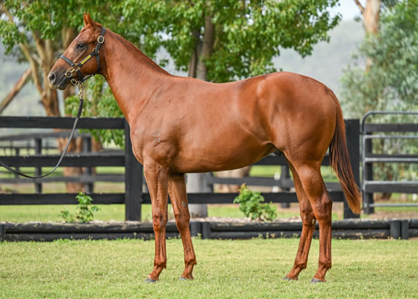 Zocketman was an $180,000 Inglis Classic purchase.