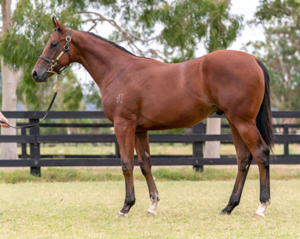 Zou Tiger was a $200,000 Inglis Classic purchase from the Widden Stud draft.