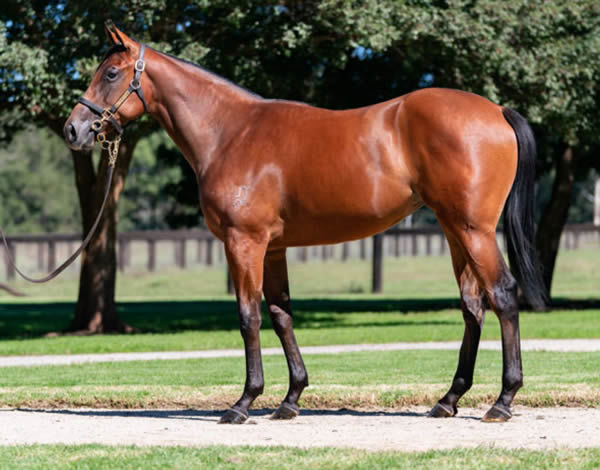 Zougotcha was a $500,000 Inglis Easter purchase from Widden Stud.