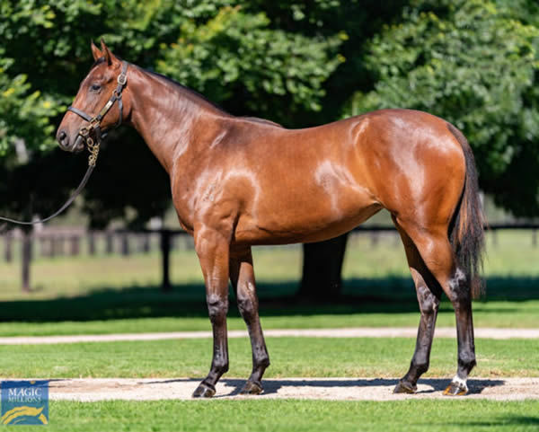 Zouphoria was a $750,000 Magic Millions purchase.