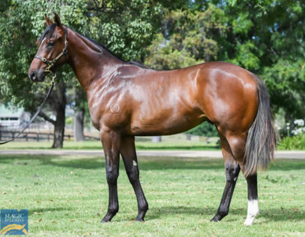 Zousain Bolt was a $180,000 Magic Millions purchase.