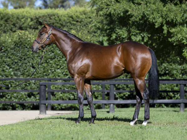 $220,000 Zousain colt from Cavalry Rose.