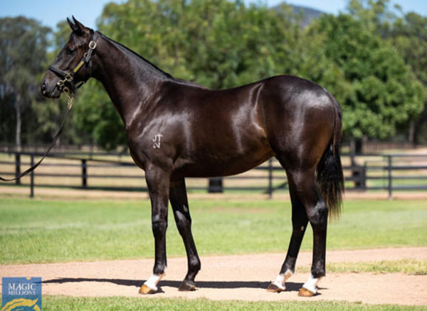 The yearling 3/4 brother by Zousain to Hissy Fit sold for $250,000 at Magic Millions.