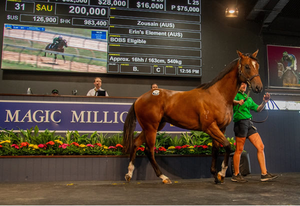 $200,000 Zousain colt from Erin's Element.