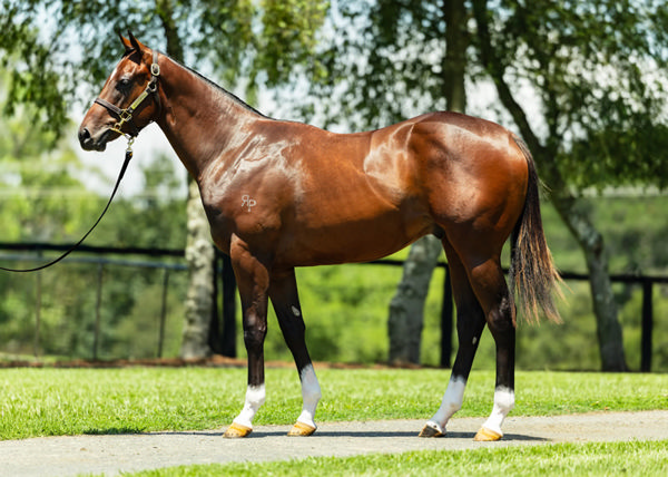 The half-brother by Zousain to Private Harry.