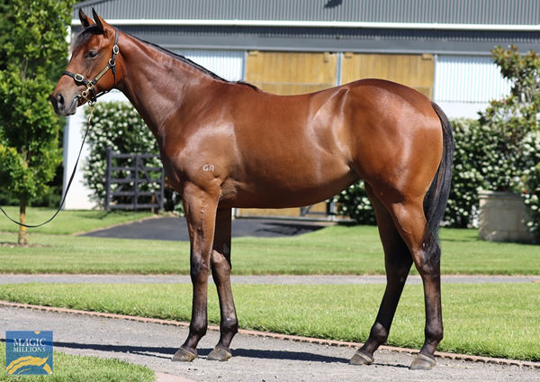 $650,000 Zousain filly from Sheila's Star.