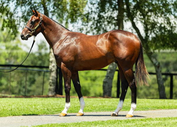 Lot 56 the Zousain half-brother to Private Harry made $300,000 from Rheinwood Pastoral