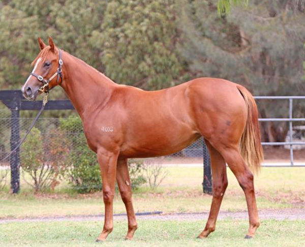 Zoushine was a $380,000 Inglis Premier purchase from Mill Park.