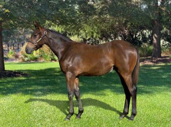 As he looked when topping the 2021 Inglis Great Southern Weanling Sale for $360,000.