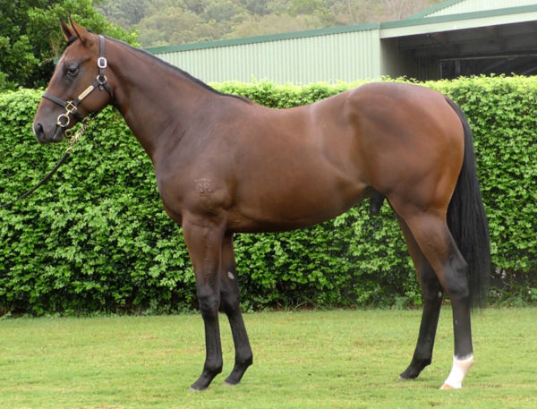 Zoustar x Hijack Hussy colt as a yearling.