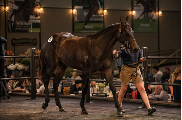 Zoustar filly from Sexy Eyes, who has had two foals sold as yearling both for a million! - image Inglis